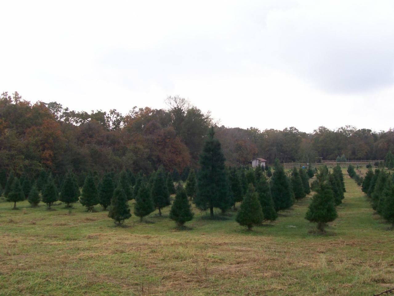 Kelumac Christmas Tree Farm B&B Bryan Exteriör bild