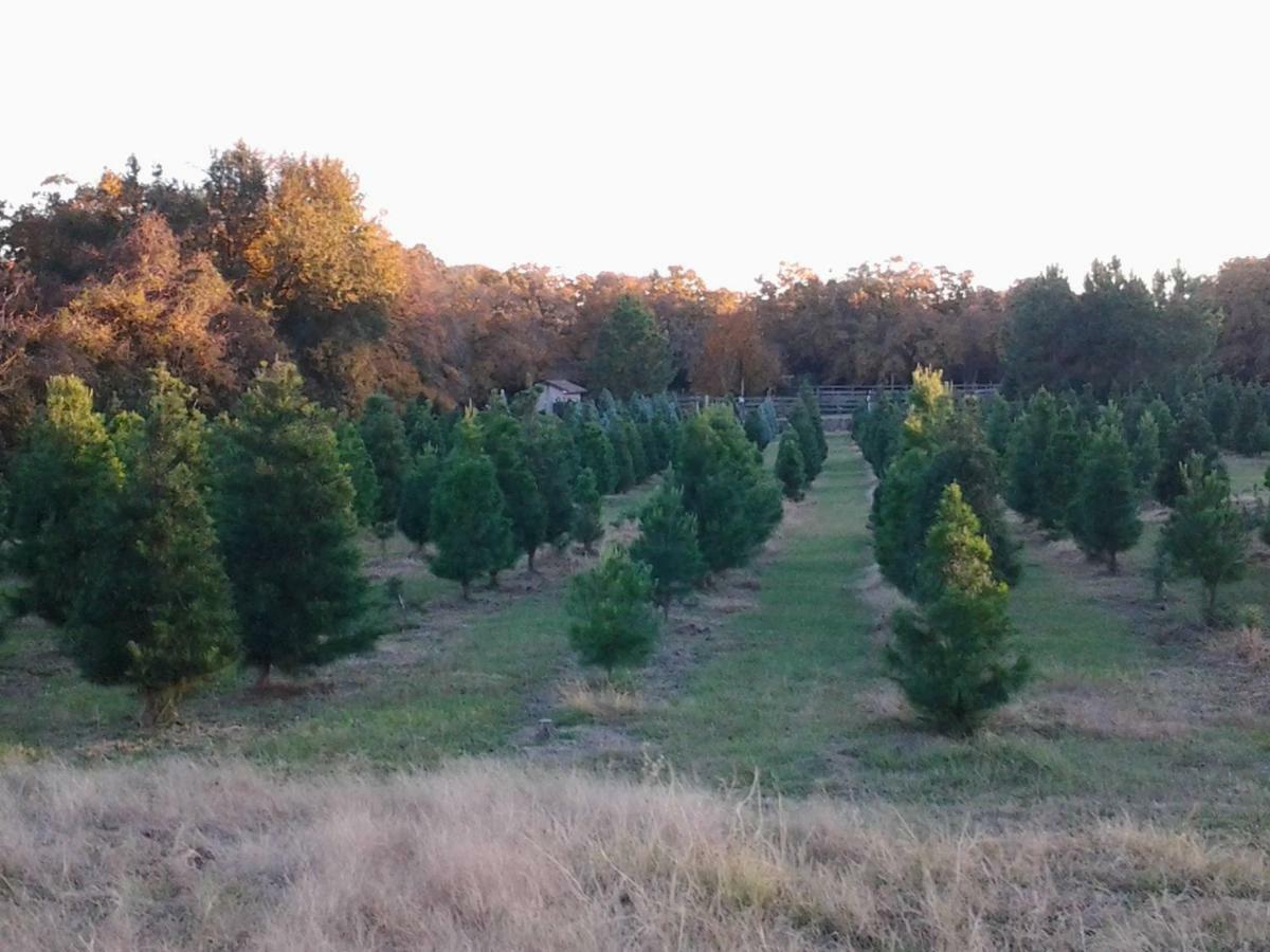 Kelumac Christmas Tree Farm B&B Bryan Exteriör bild